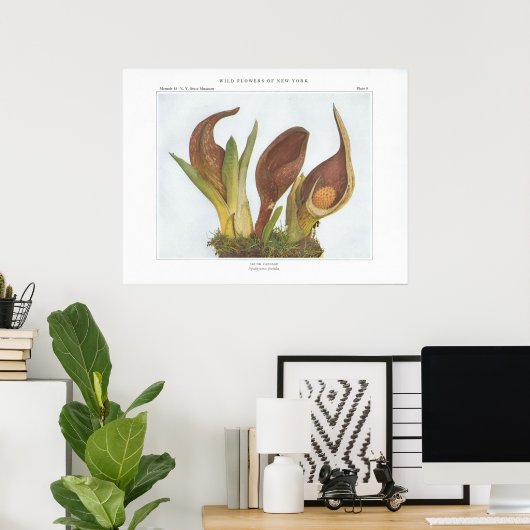 Skunk Cabbage - Spathyema foetida Poster (Heimbüro)