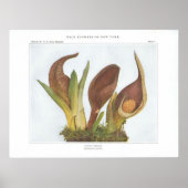 Skunk Cabbage - Spathyema foetida Poster (Vorne)