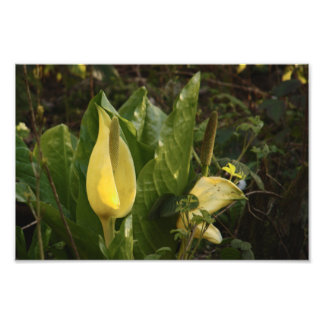 Skunk Cabbages Fotodruck