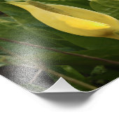 Skunk Cabbages Fotodruck (Ecke)