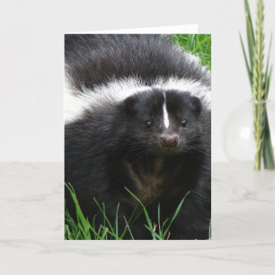 Skunk Foto Grußkarte Karte