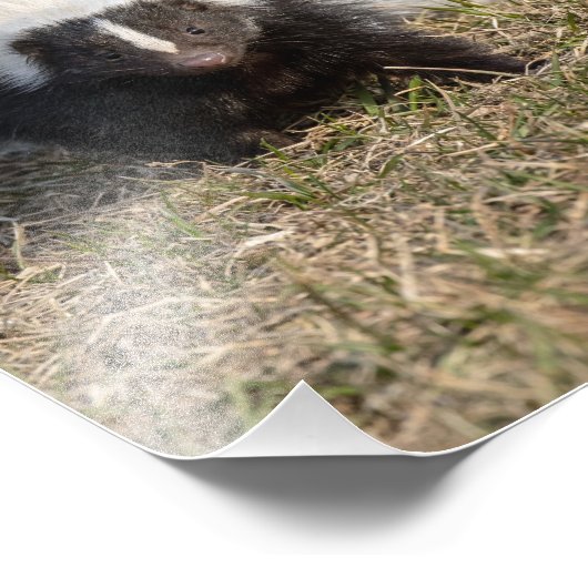 Skunk Fotodruck (Ecke)