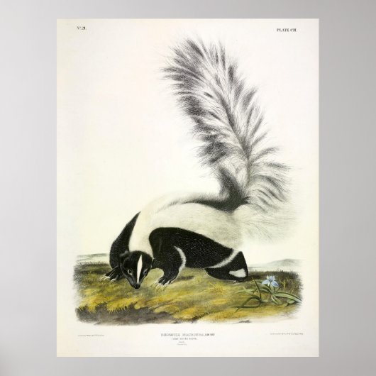 Skunk-Großschwanz, Hooded Skunk, von Audubon Poster (Vorne)