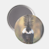 Skunk Magnet (Vorderseite/Rückseite)