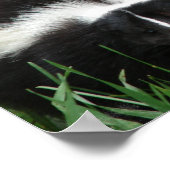 Skunk Poster Print (Ecke)