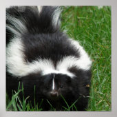 Skunk Poster Print (Vorne)