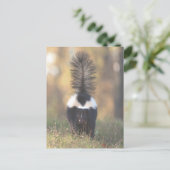 Skunk Postkarte (Stehend Vorderseite)