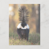 Skunk Postkarte (Vorderseite)
