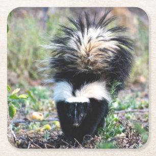Skunk Schwarzweiß Rechteckiger Pappuntersetzer