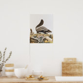 Skunk von "Histoire Naturelle", Poster (Küche)