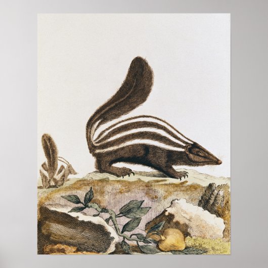 Skunk von "Histoire Naturelle", Poster (Vorne)