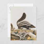Skunk von "Histoire Naturelle", Postkarte (Vorne/Hinten)
