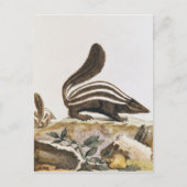 Skunk von "Histoire Naturelle", Postkarte (Vorderseite)