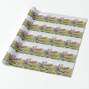 Skurrile Designs - Schafe auf einem Feld Geschenkpapier