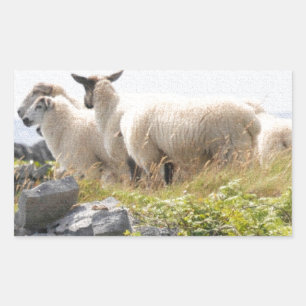 Skurrile Designs - Schafe auf einem Feld Rechteckiger Aufkleber