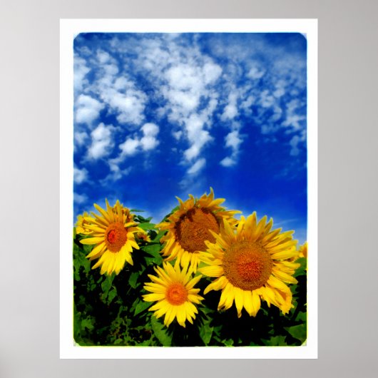 Sky and Bloom , Poster (Vorne)
