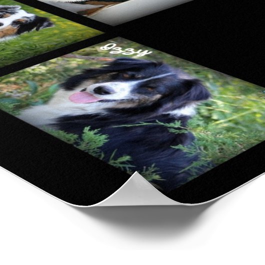 Sky Blue Aussies 2016 POSTER (Ecke)