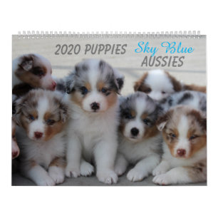 Sky Blue Aussies 2020 Kalender