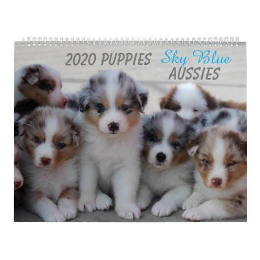 Sky Blue Aussies 2020 Kalender (Titelbild)