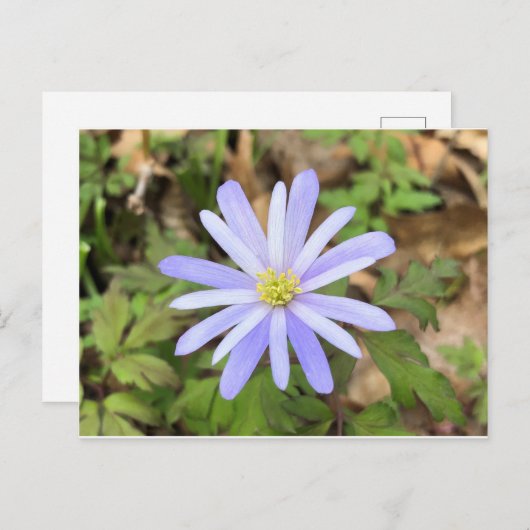 Sky Blue Windblume Postkarte (Vorne/Hinten)