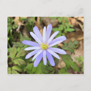 Sky Blue Windblume Postkarte