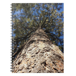 Sky durch Pine Boughs betrachten Notizblock