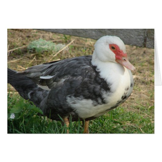 Sky Jr. (Vorderseite (Horizontal))