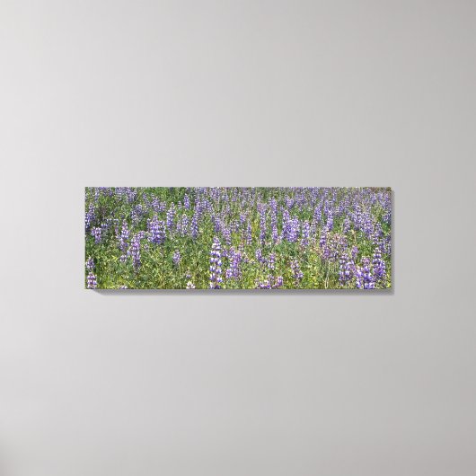 Sky Lupines Leinwanddruck (Vorderseite)