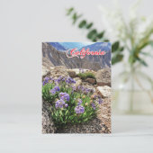 Sky Pilot Blume, Universitätsspitze, Kalifornien Postkarte (Stehend Vorderseite)