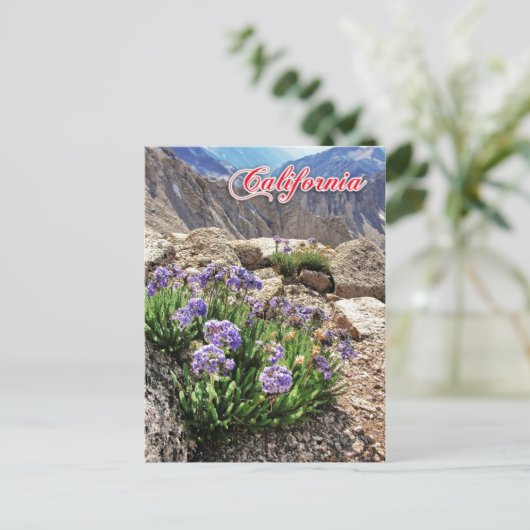 Sky Pilot Blume, Universitätsspitze, Kalifornien Postkarte (Stehend Vorderseite)