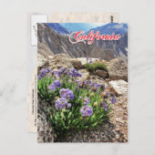 Sky Pilot Blume, Universitätsspitze, Kalifornien Postkarte (Vorne/Hinten)