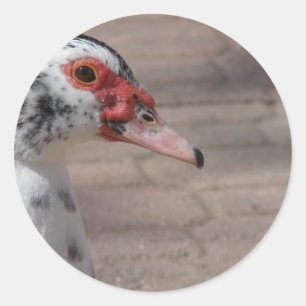 Sky Runder Aufkleber