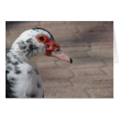 Sky the Muscovy Hen Duck (Vorderseite (Horizontal))