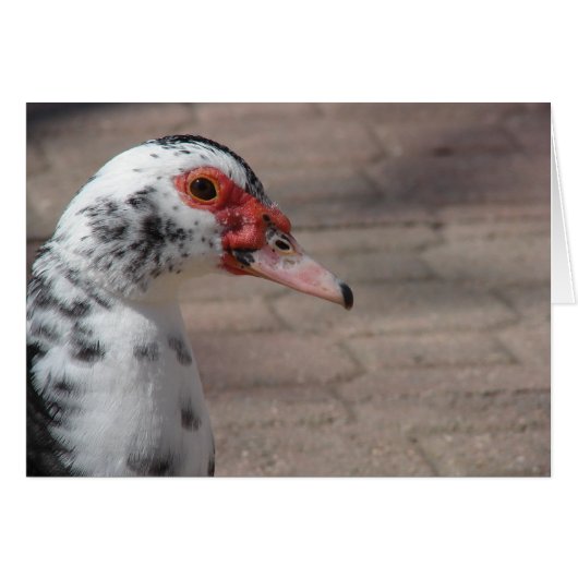 Sky the Muscovy Hen Duck (Vorderseite (Horizontal))