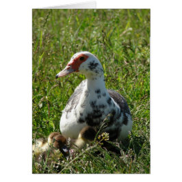 Sky und ihre Ducklings