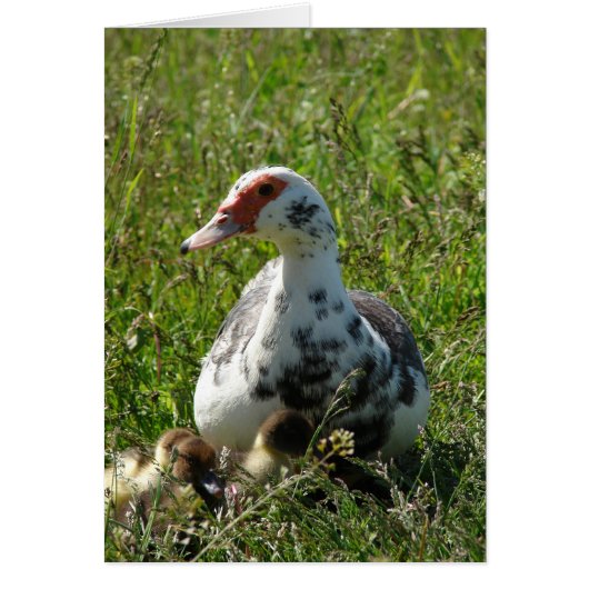 Sky und ihre Ducklings (Vorne)