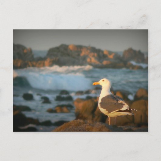 Skylark Seagull Postkarte (Vorderseite)