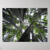 Skyward Bamboo Poster (Vorne)