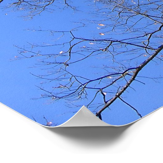 Skyward Branches Poster (Ecke)