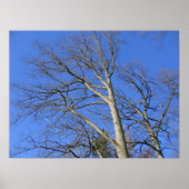 Skyward Branches Poster (Vorne)