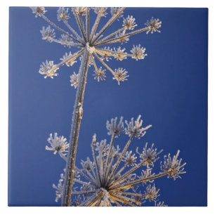 Skyward View von Kuh Parsnip im Winter überdacht Fliese