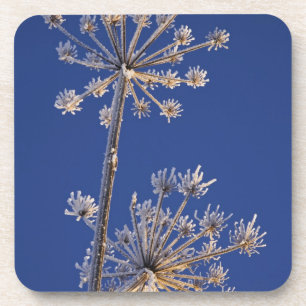 Skyward View von Kuh Parsnip im Winter überdacht Untersetzer