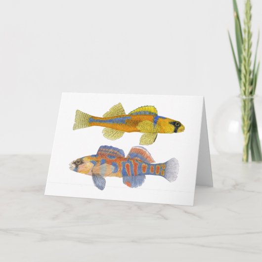 Slackwater u. Orange-Throated Darters Karte (Vorderseite)