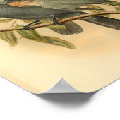 Slate Gray Cuckoo Shrike Bird Vintag Print Poster (Ecke)