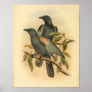 Slate Gray Cuckoo Shrike Bird Vintag Print Poster