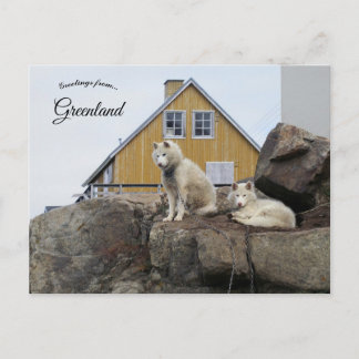 Sled Dogs in Upernavik Greenland Postkarte