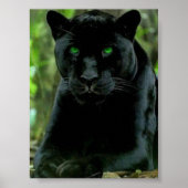 Sleek Black Panther Cat mit grünen Augen Poster (Vorne)