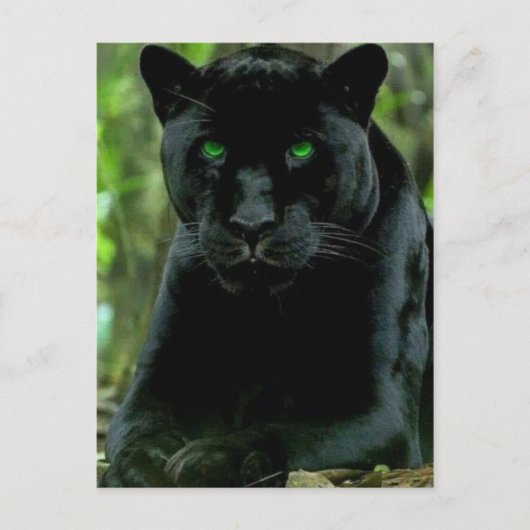 Sleek Black Panther Cat mit grünen Augen Postkarte (Vorderseite)