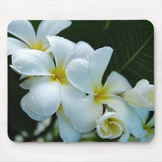 Sleek elegance: The white frangipani flower Mousepad (Vorne)