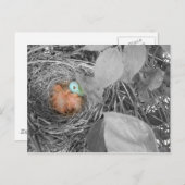 Sleepin' Robins Postkarte 2 (Vorne/Hinten)